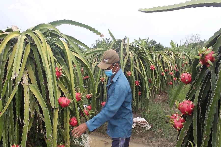 Trồng cây ăn trái tại ĐBSCL. Ảnh: PV
