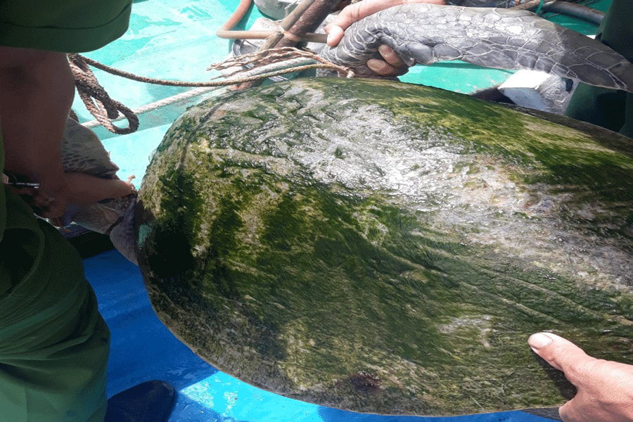 Bến Tre: Thả con vích nặng khoảng 30kg về cửa sông Cổ Chiên