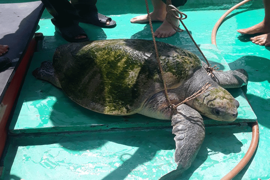 Con vích nặng khoảng 30kg được thả về với tự nhiên ở cửa sông Cổ Chiên. Ảnh: PV