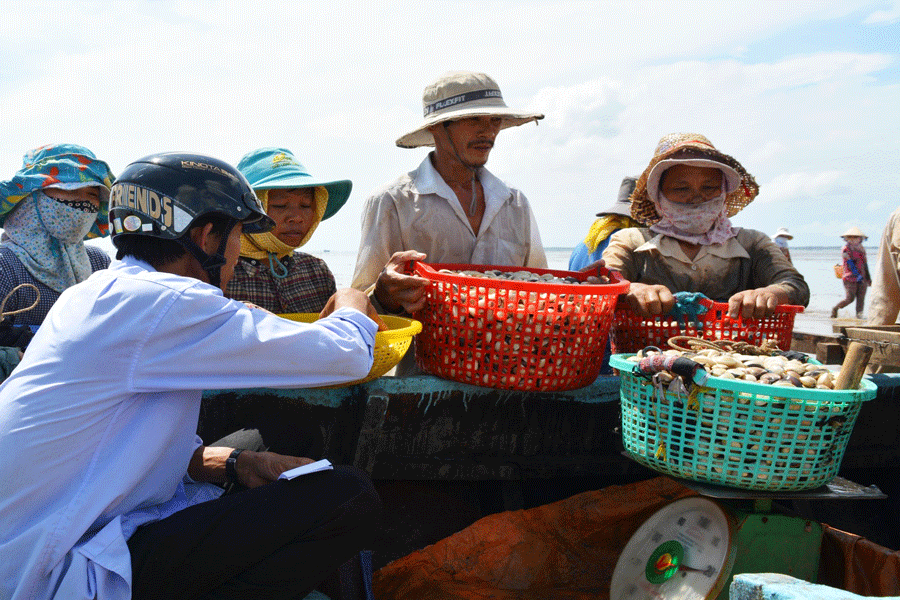 Nghề nuôi nghêu vùng biển Gò Công đạt chứng nhận quốc tế 