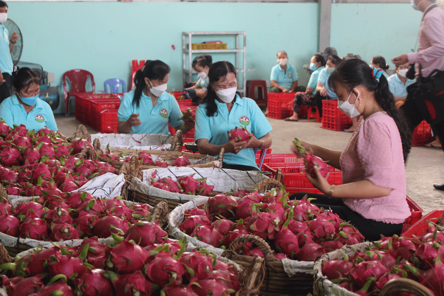 Thanh long được trồng nhiều tại huyện Chợ Gạo, tỉnh Tiền Giang Tiền Giang: Sẽ tổ chức lễ hội trái cây quy mô cấp vùng vào dịp Tết Đoan Ngọ