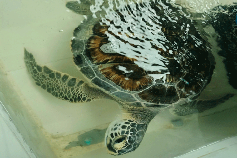 Tiền Giang: Bàn giao cá thể đồi mồi dứa nặng hơn 6,2kg về cơ quan bảo tồn