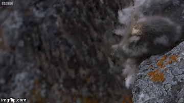 Video: Loài ngỗng vừa chào đời đã tự gieo mình xuống vách núi 