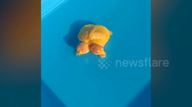 Video: Rùa bạch tạng hai đầu có giá 750 triệu đồng