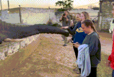 Video: Choáng váng vì bị voi bất ngờ tát thẳng vào mặt