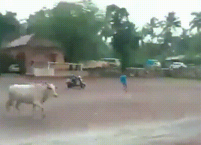 Video: Thú vị xem bò đá banh ở Ấn Độ