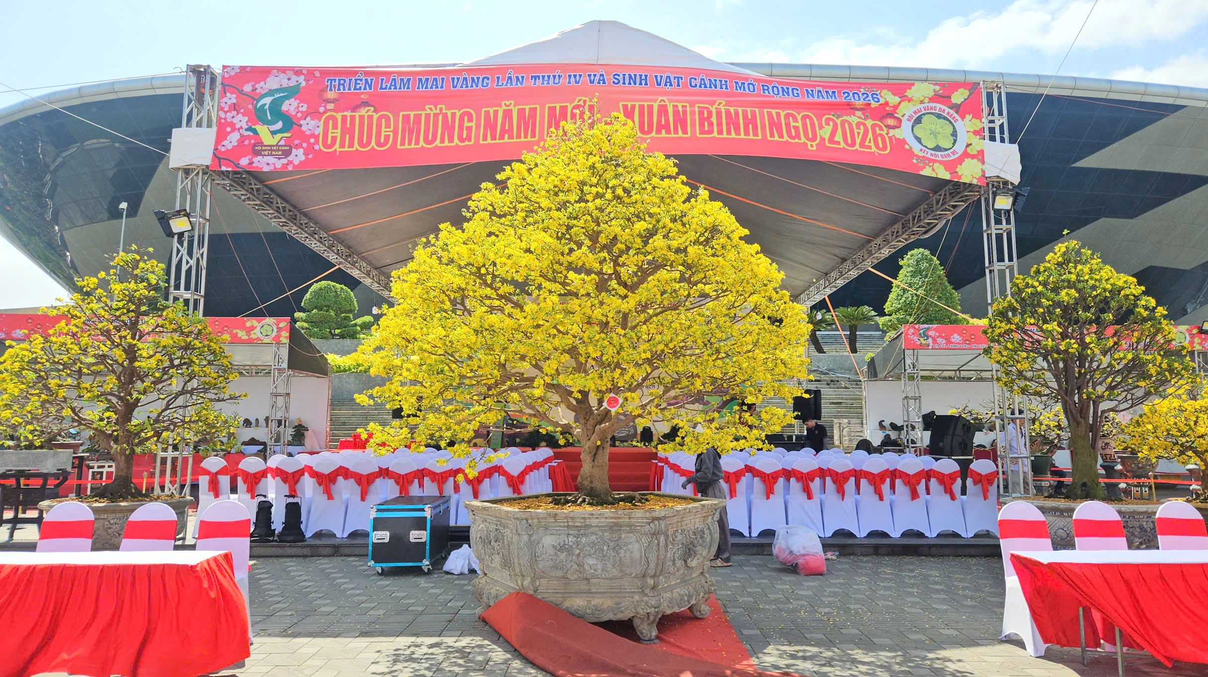Những cội mai vàng quyến rũ nhất Đà Nẵng