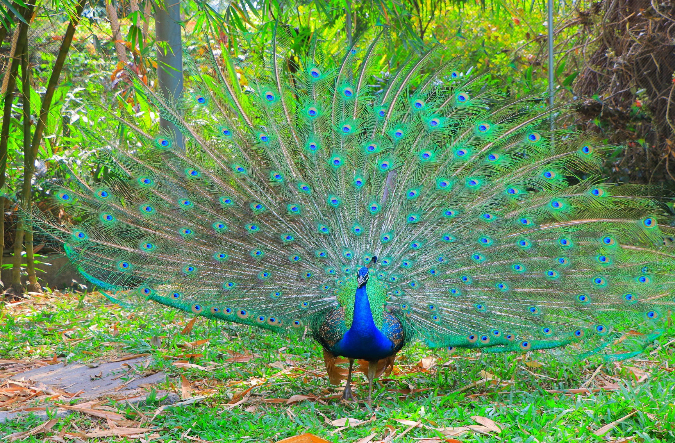 Anh Doãn Duy Hùng có thâm niên 25 năm chăm sóc thú tại Thảo Cầm Viên Sài Gòn. Ảnh: VÕ THƠ