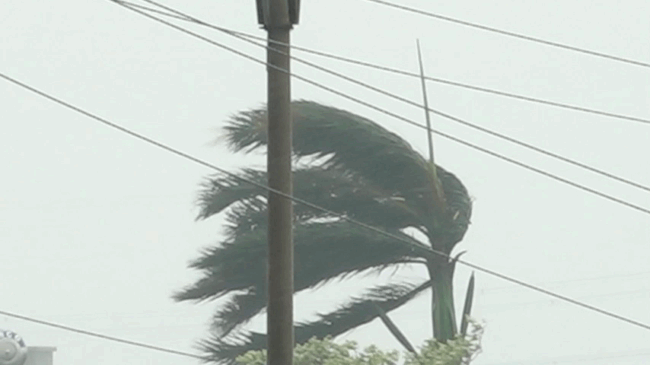 Hà Nội: Cây xanh tét nhánh, bật gốc, sập tường do bão số 3