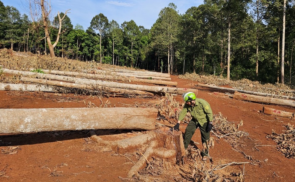 Để xử lý dứt điểm nạn chặt phá rừng phòng hộ ở Đồng Nai