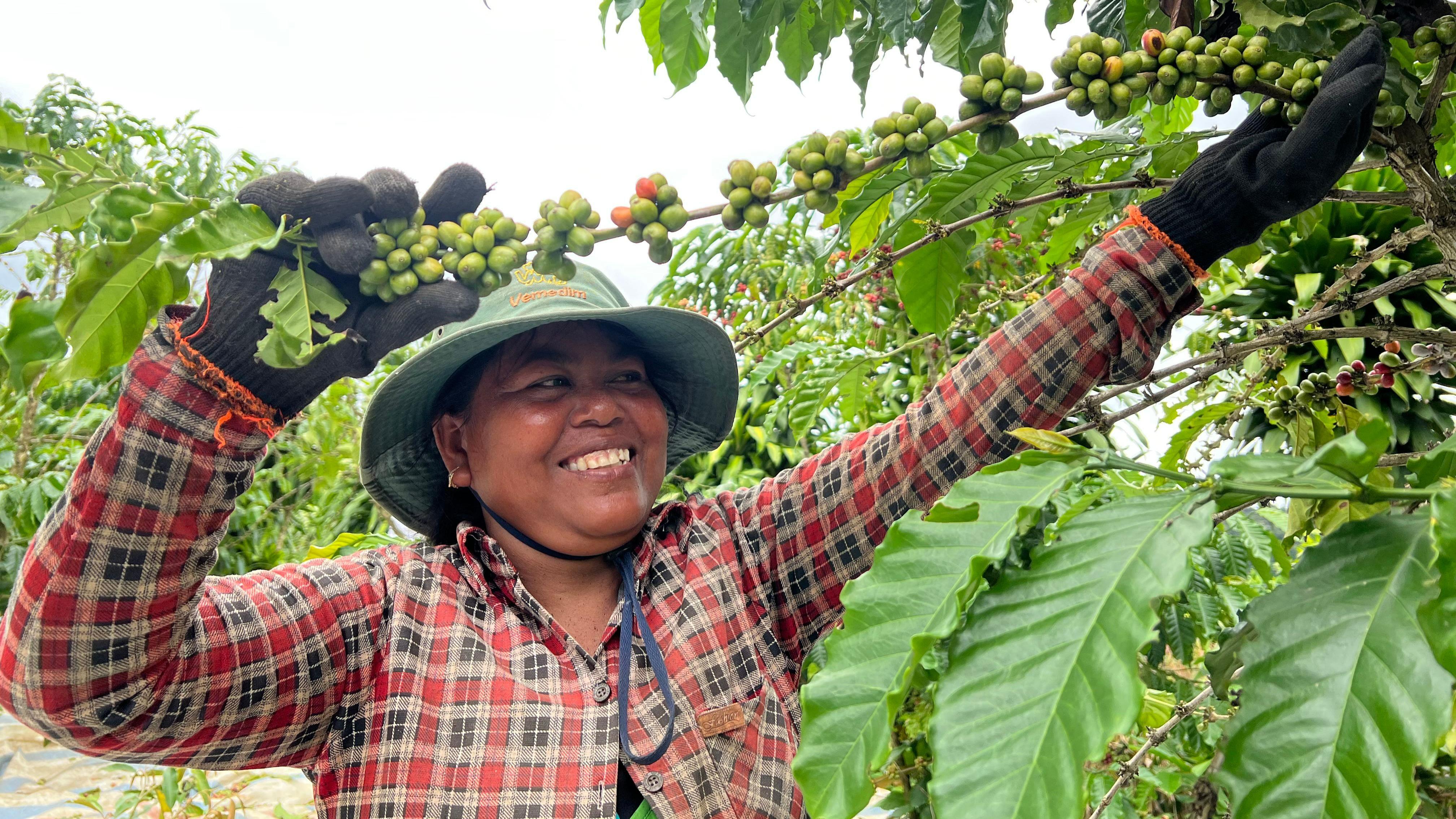 Rộn ràng mùa thu hoạch cà phê ở Lâm Đồng