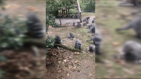 100 con gấu mèo vào vườn xin ăn GIF.gif