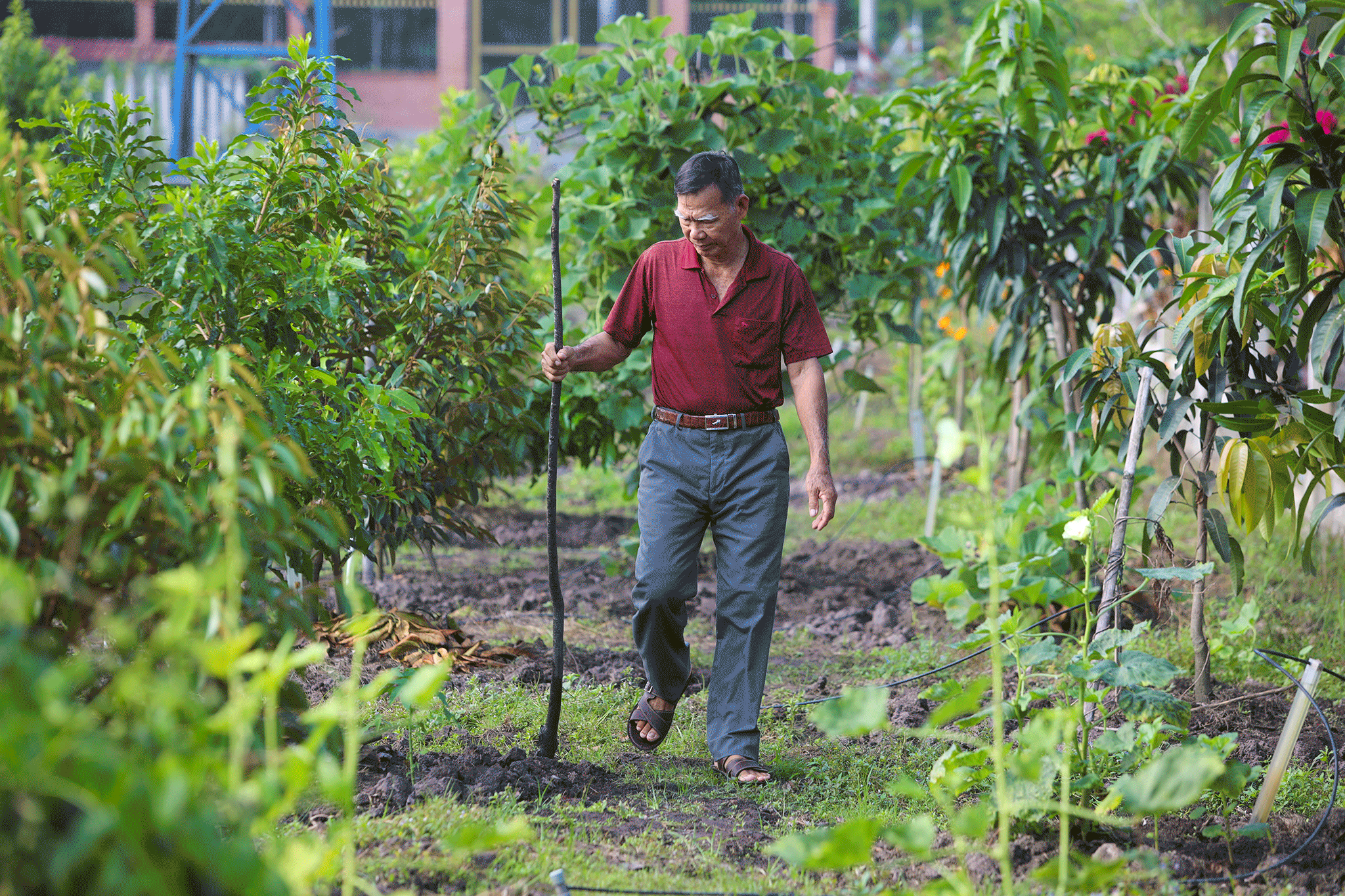 Cuộc sống hiện tại của ông Đực điền viên với vườn tượt, hoa trái trên mảnh đất Củ Chi. Cuộc sống hiện tại của ông Đực điền viên với vườn tượt, hoa trái trên mảnh đất Củ Chi.