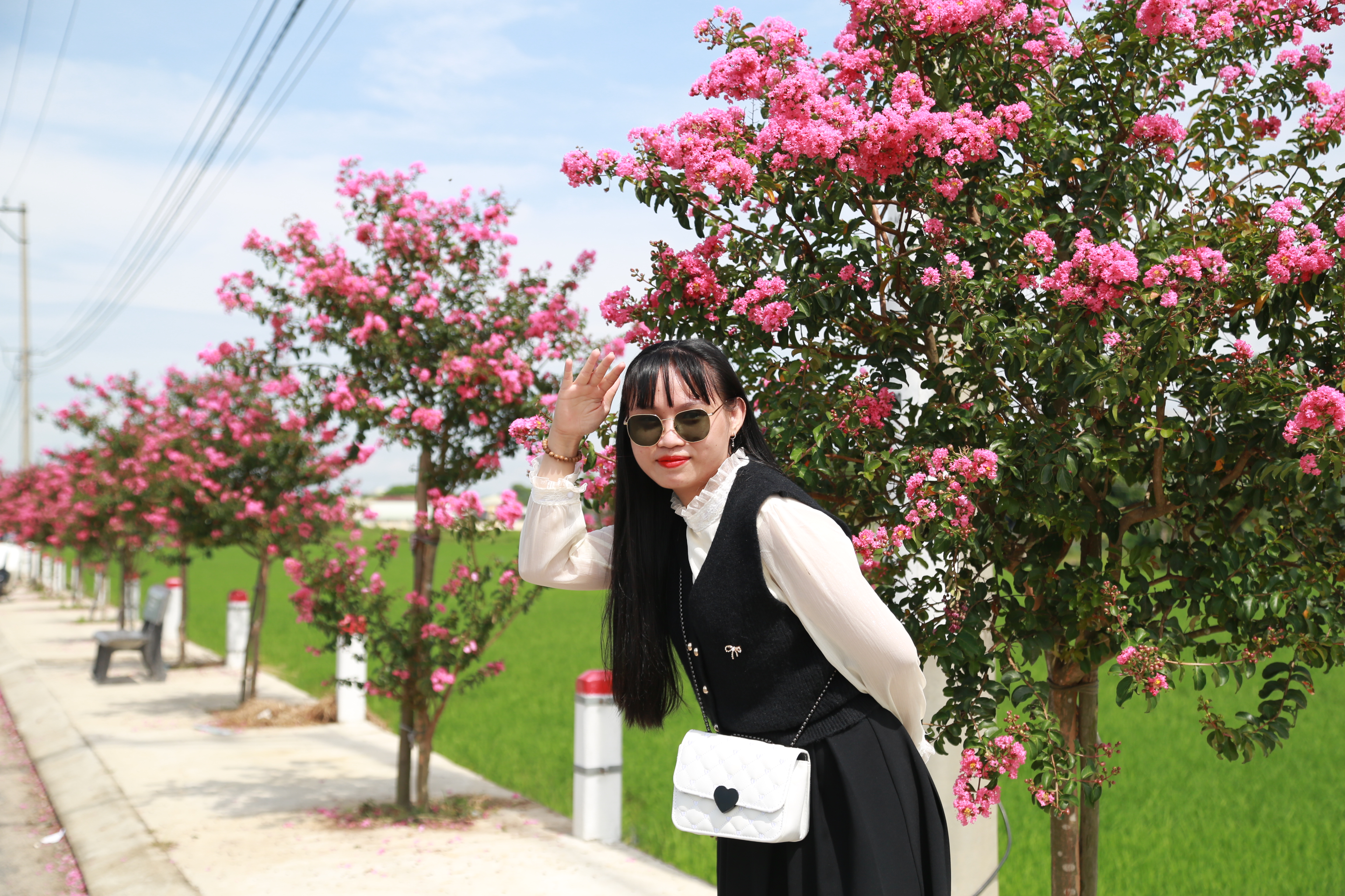 Tường vi nở rộ nhuộm hồng đường quê ở Đà Nẵng