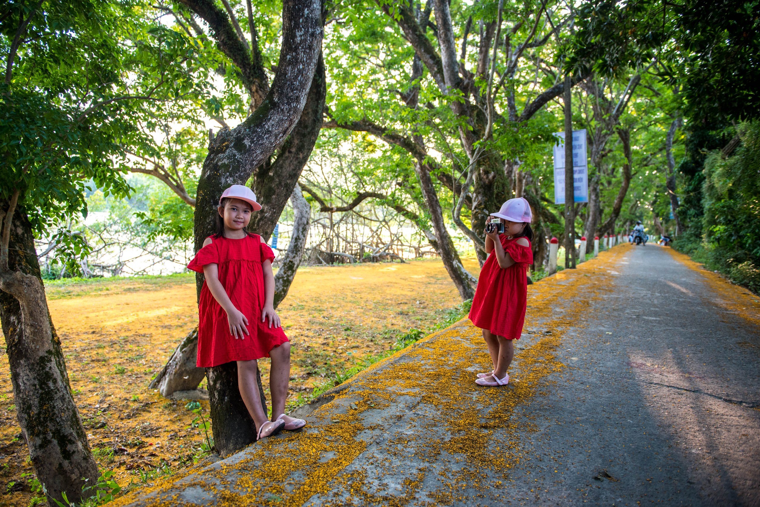 Hoa giáng hương ấn phủ vàng phố phường Đà Nẵng