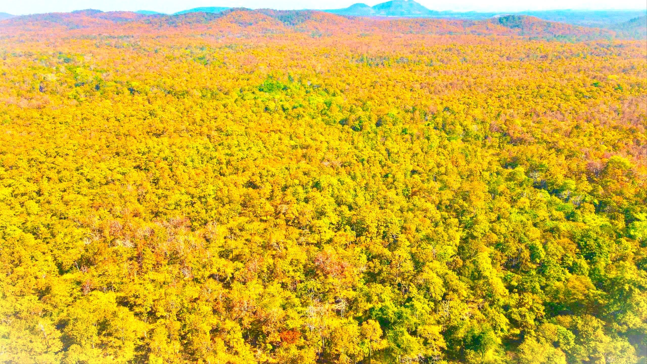 Ấn tượng với rừng khộp ở xã có diện tích lớn nhất Việt Nam