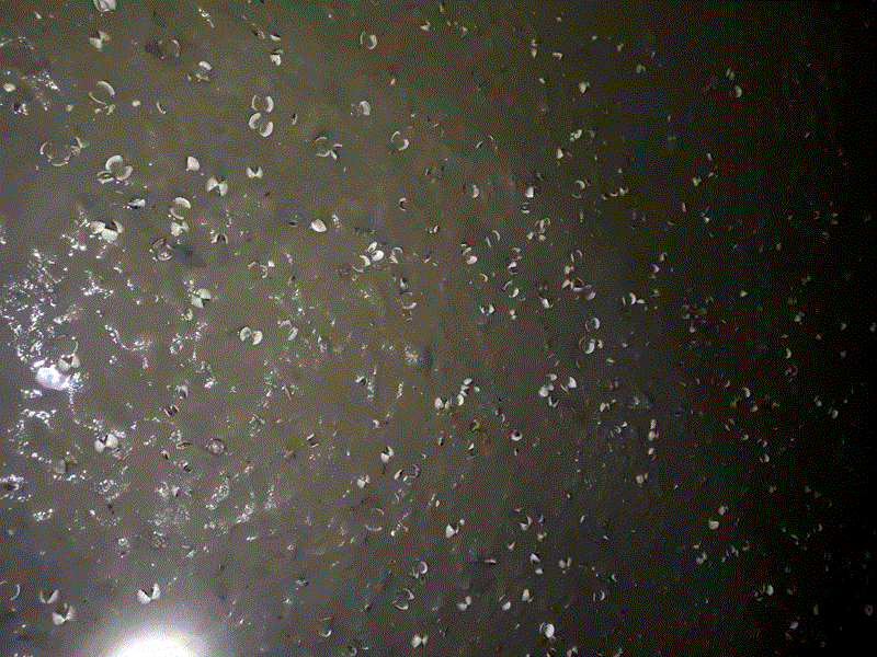 Thất thần phát hiện hơn 100 tấn nghêu, ngao chết hàng loạt ảnh 1