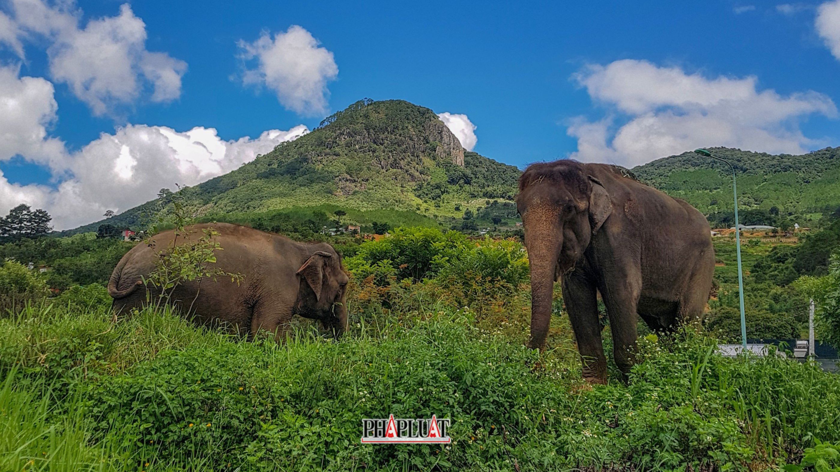 Đàn voi tư nhân lớn nhất Việt Nam của bác sĩ thú y