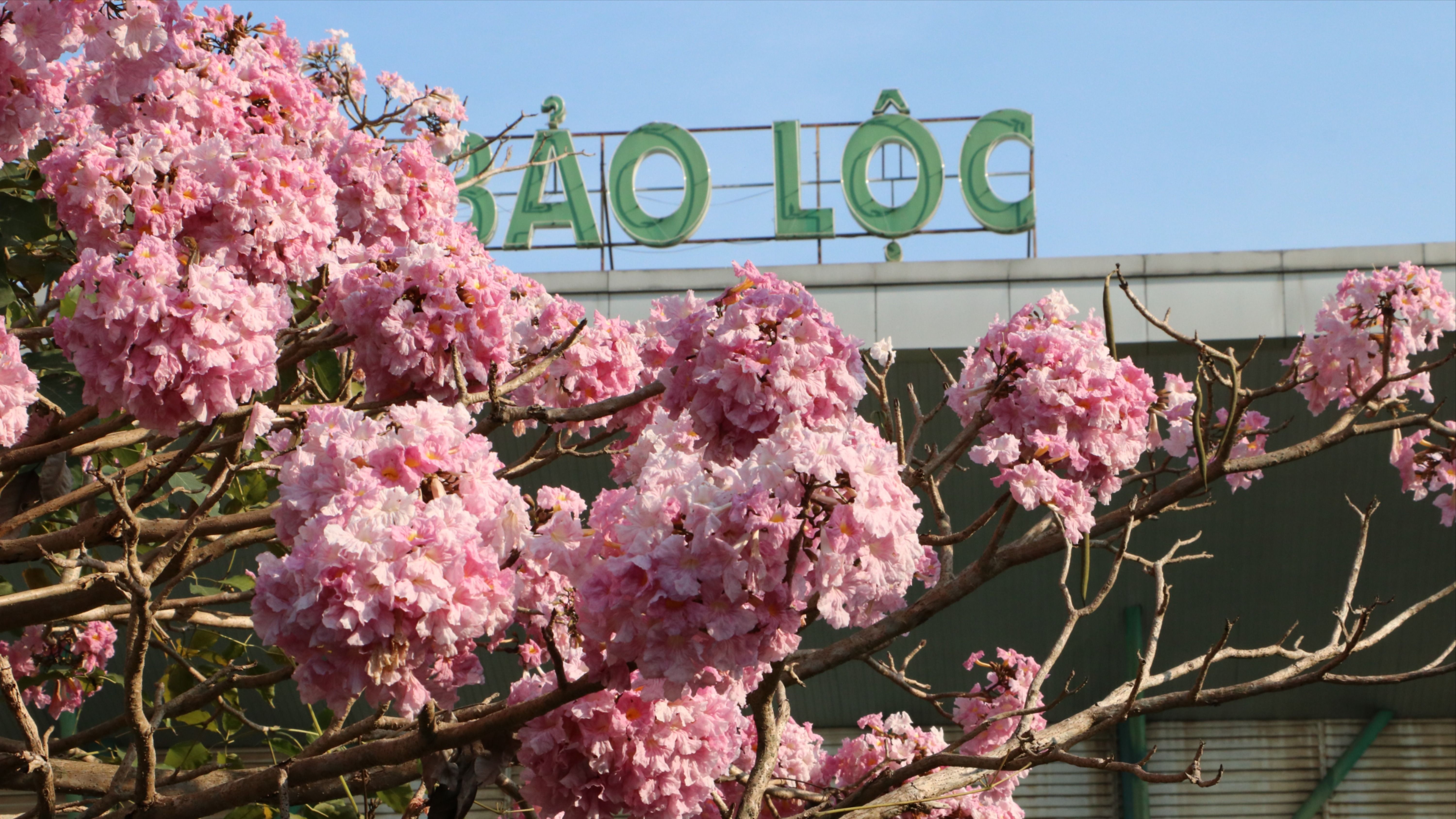 Mùa hồng phấn chưa qua ở xứ B’lao