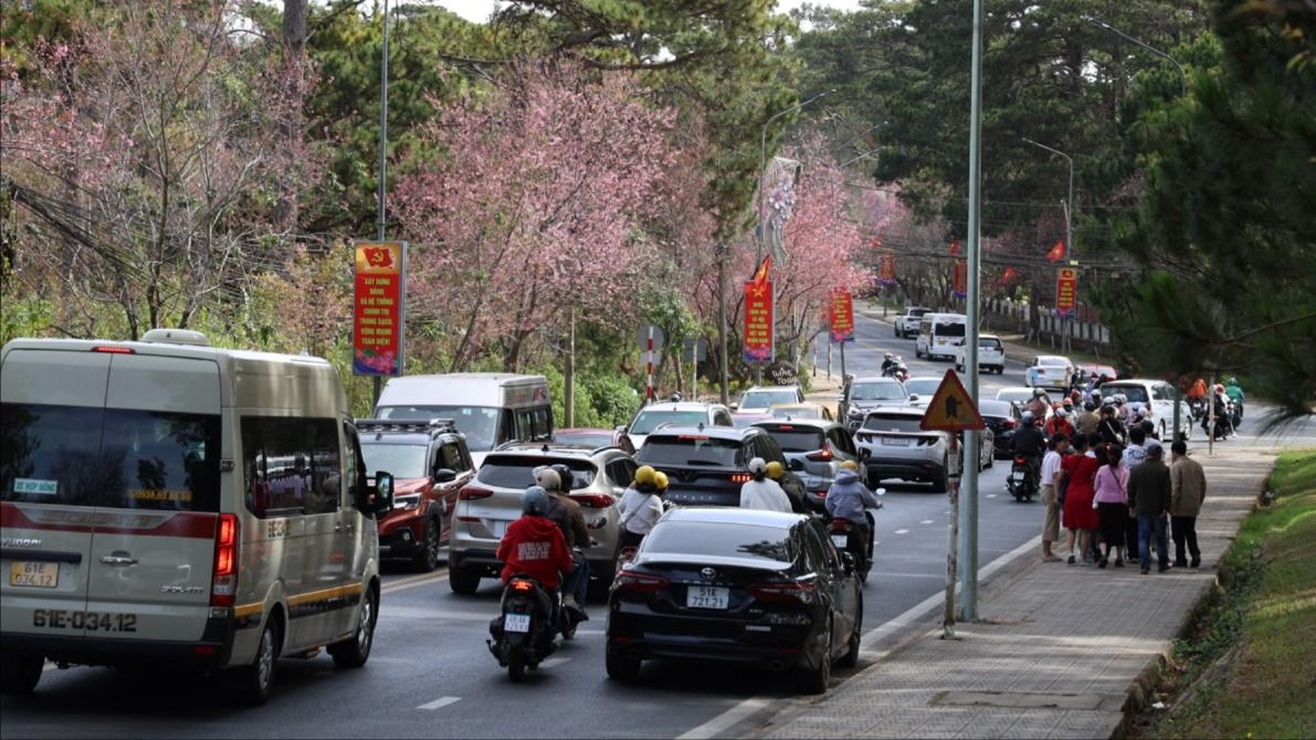 Thời tiết đẹp, mai anh đào nở, TP Đà Lạt chào đón khách du xuân