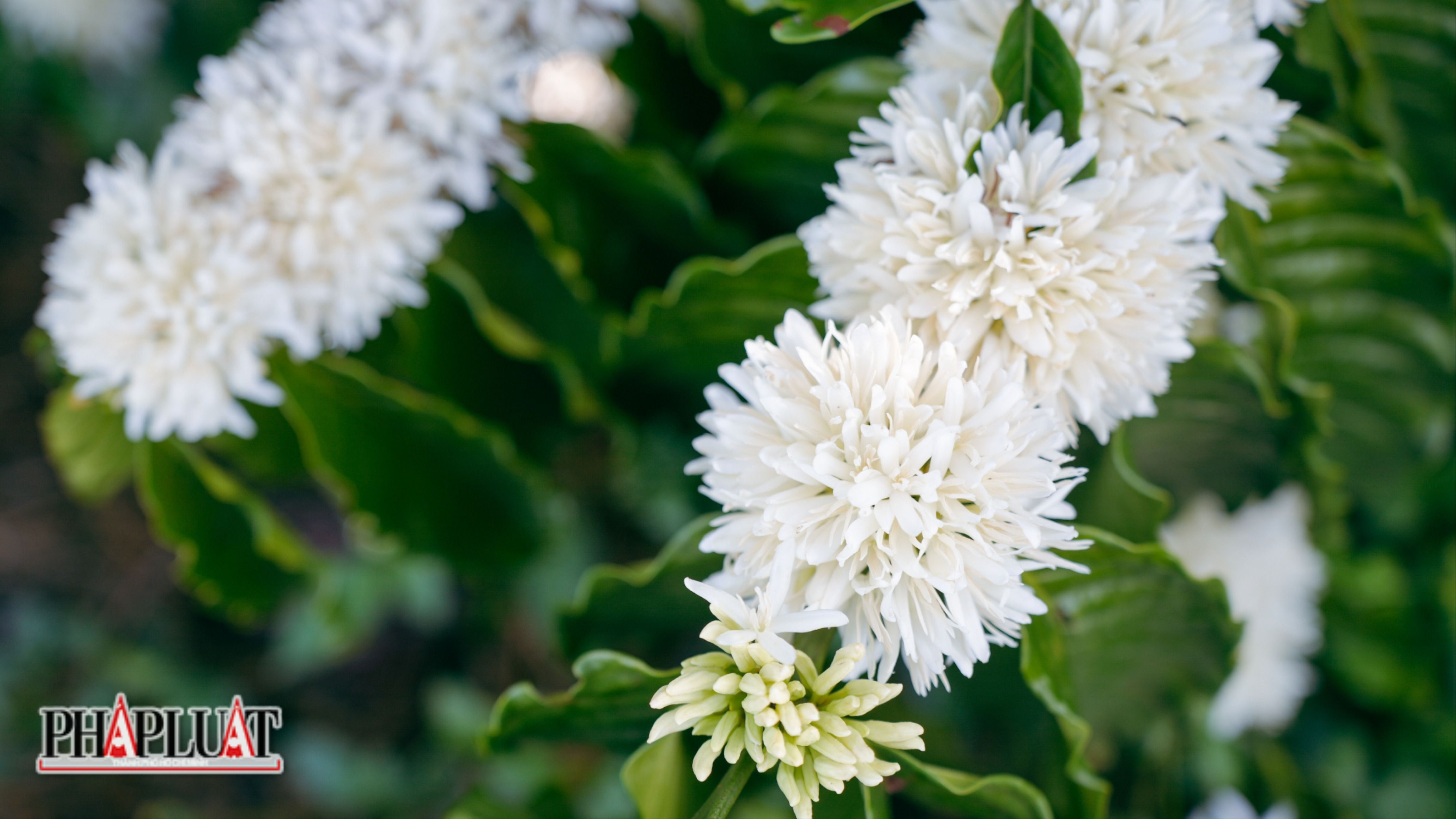 Xao xuyến mùa hoa cà phê tháng Giêng