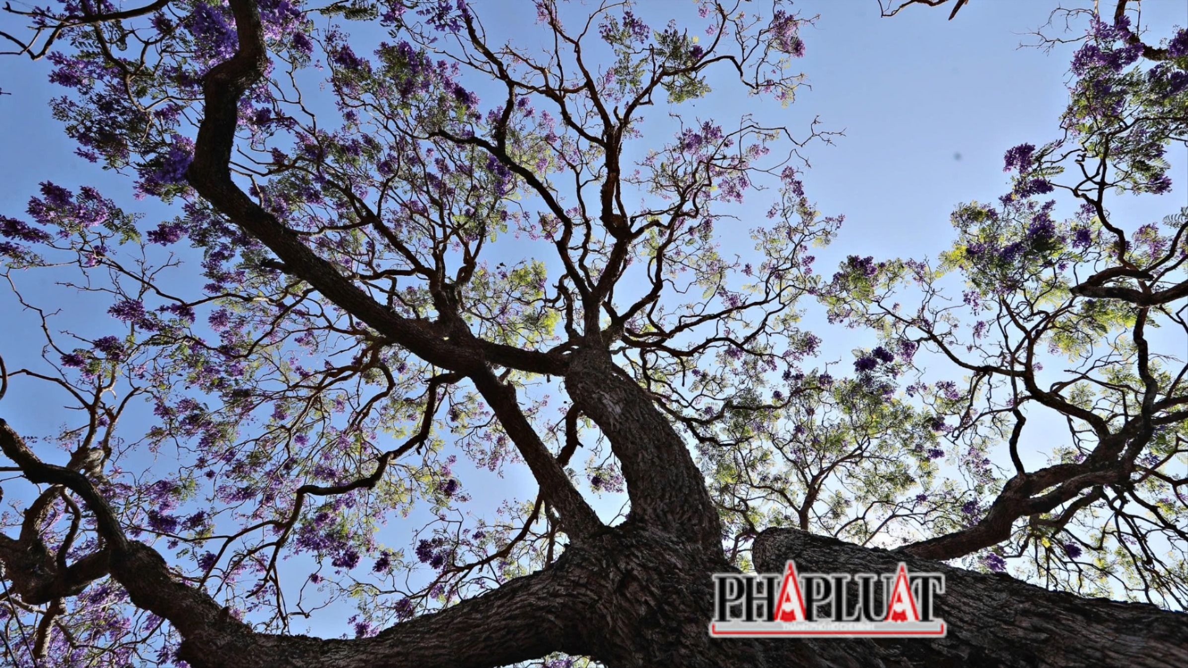 Mong một lần đến Đà Lạt, check-in dưới tán hoa phượng tím