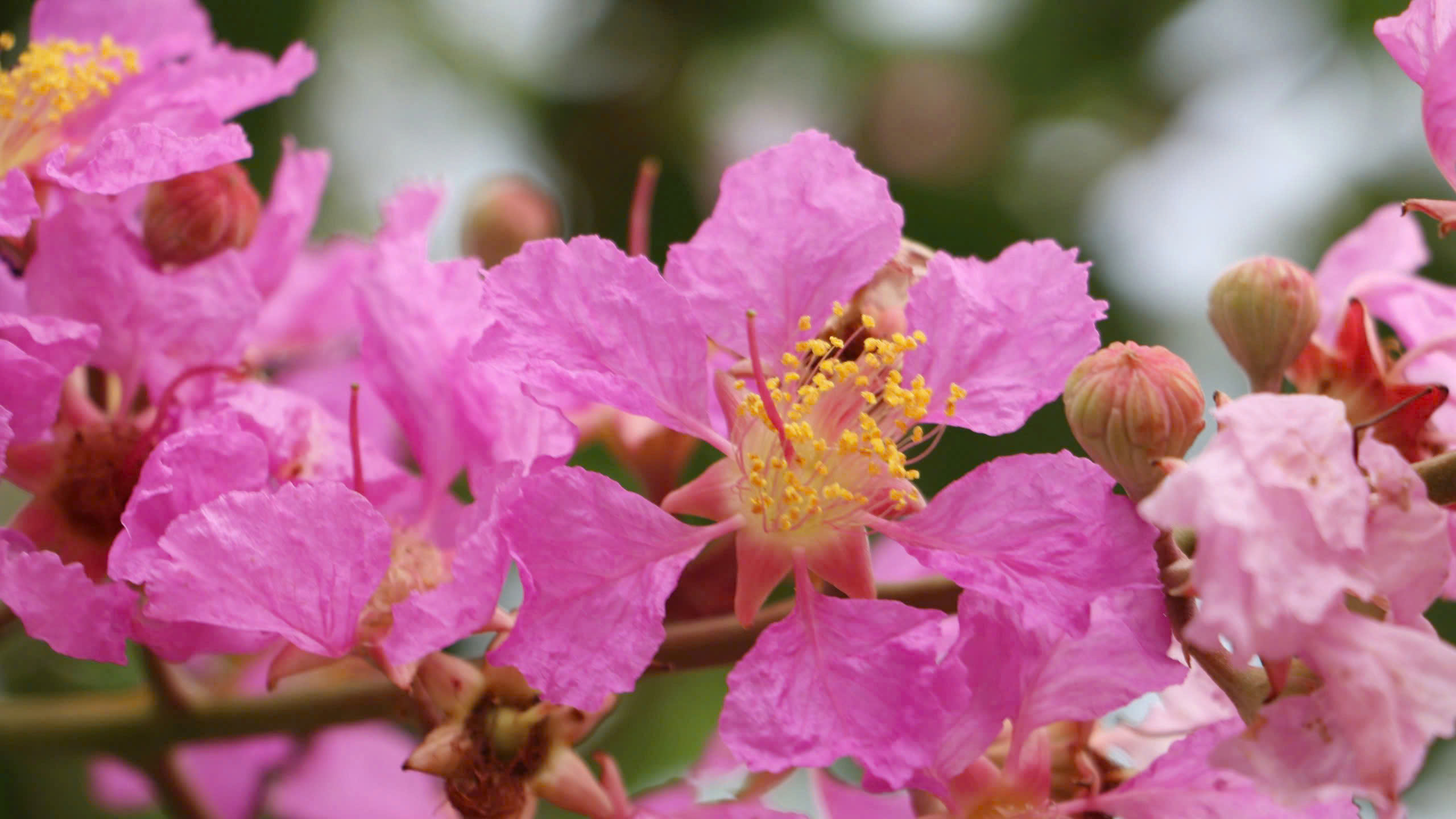 Loài hoa bị gọi nhầm là tường vi đang nở rộ dọc quốc lộ 20