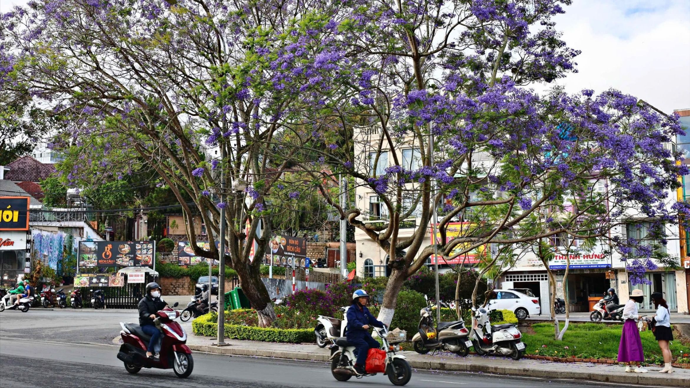 Mùa mai anh đào vừa qua, phượng tím lại nhuộm màu thương nhớ xứ ngàn hoa