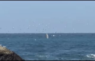 Cá voi bơi lội, săn mồi trên vịnh Nha Trang