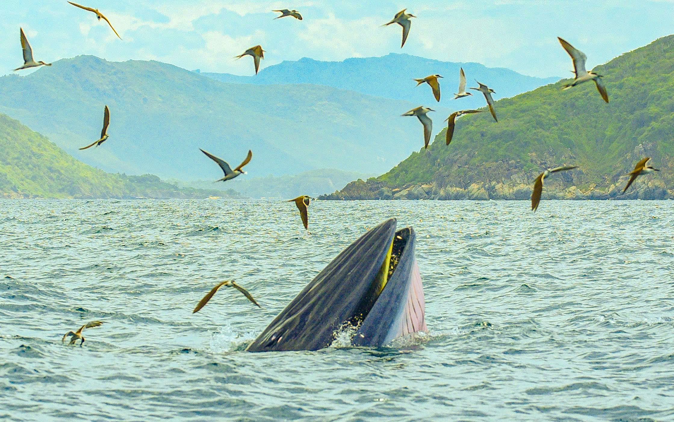 Cận cảnh cá voi quý hiếm săn mồi trong khu bảo tồn biển vịnh Nha Trang