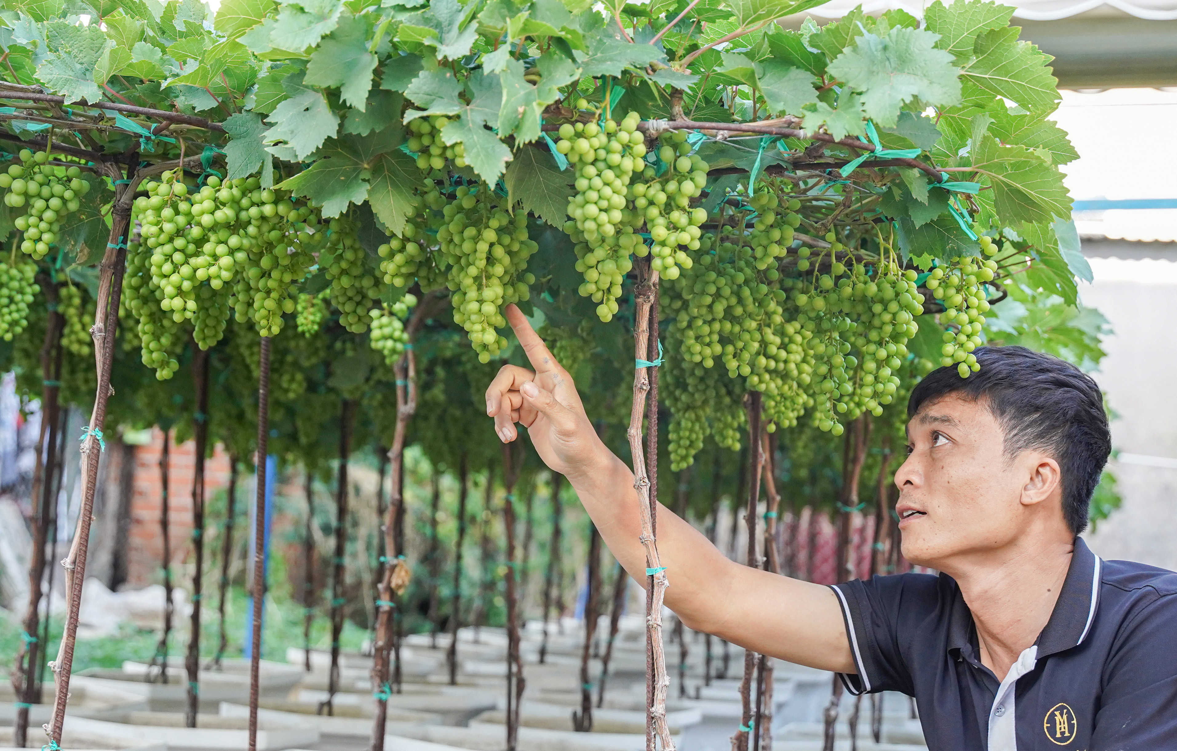 Đặc sản nho cảnh Ninh Thuận 'cháy hàng' ngày Tết