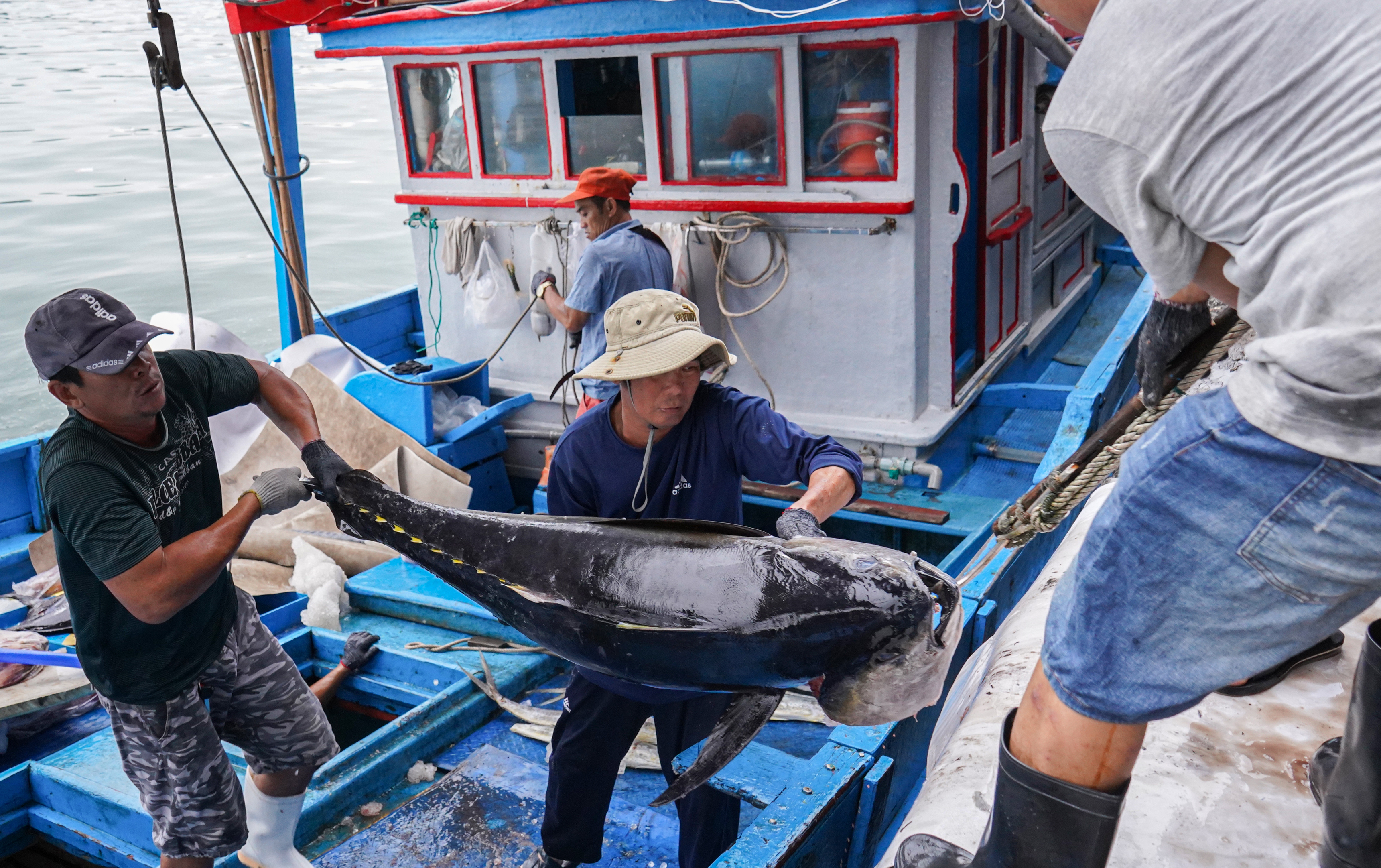 Xuyên Tết bám biển, ngư dân miền Trung trúng đậm cá ngừ đại dương