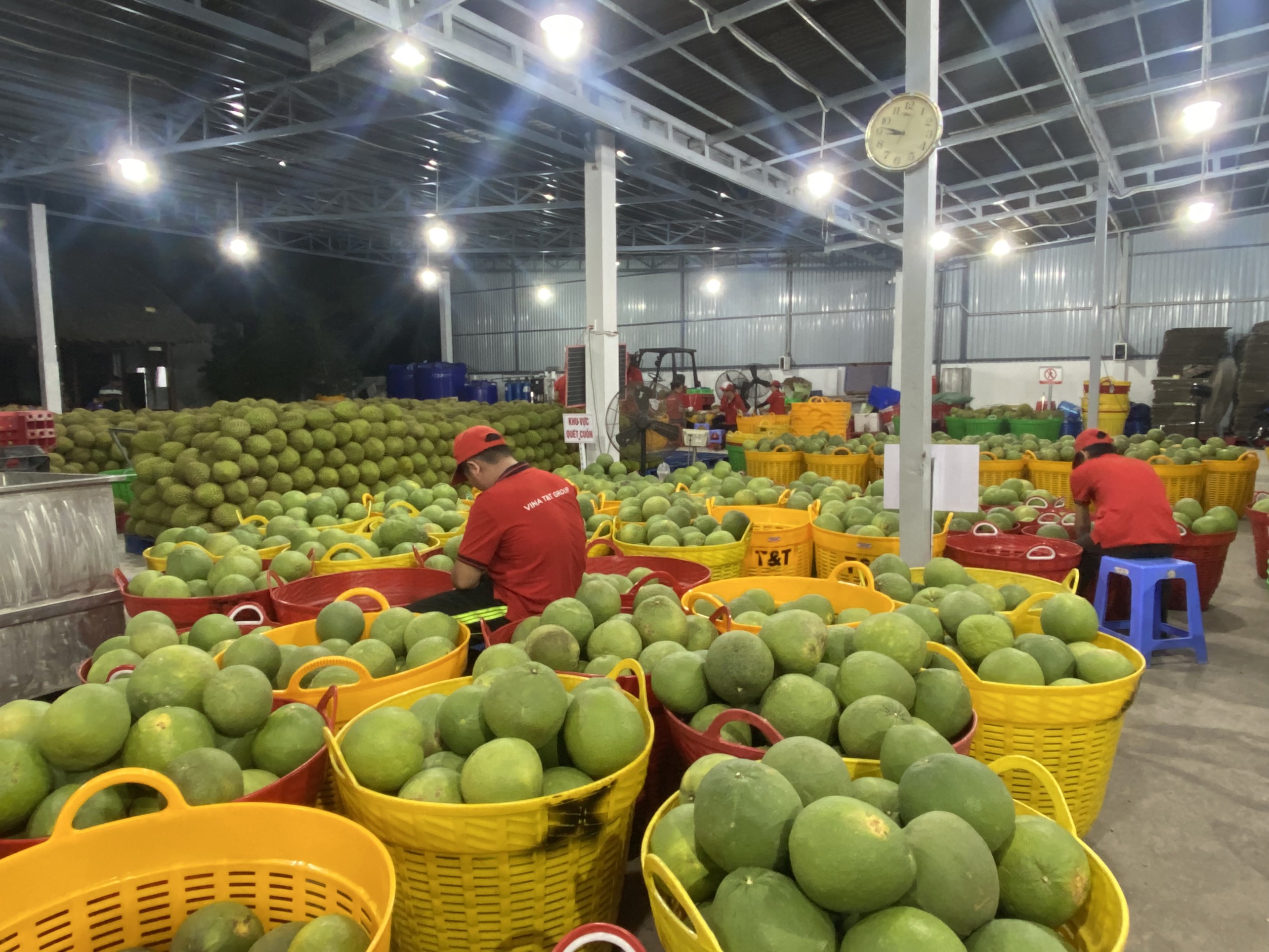 Bưởi, chanh Việt Nam rộng cửa vào Trung Quốc, kỳ vọng thêm nửa tỉ USD xuất khẩu