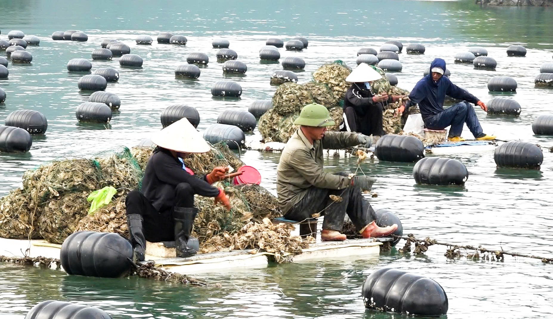 Người dân tại Vân Đồn thu hoạch hàu. Ảnh: NGỌC SƠN