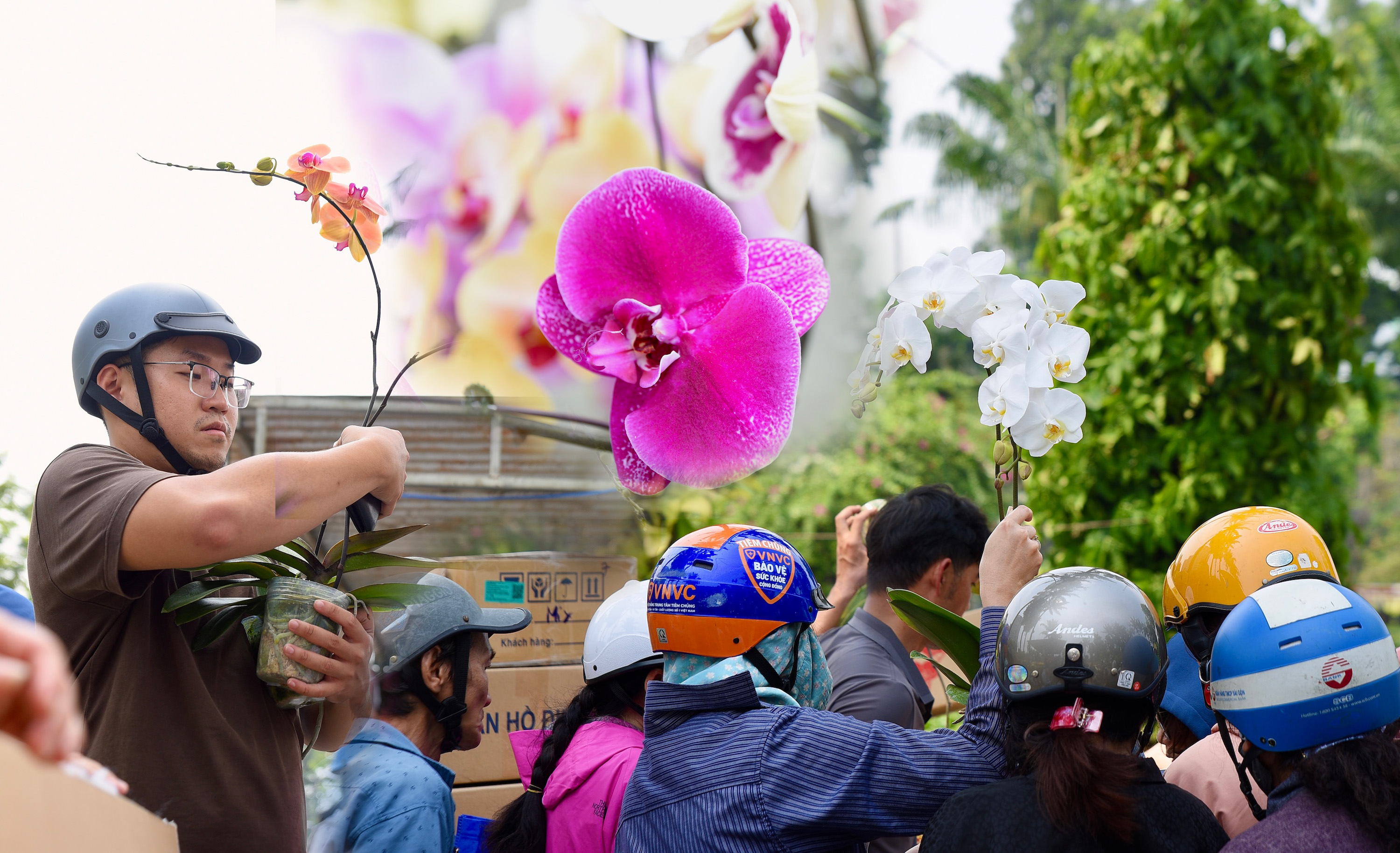 lan hồ điệp, chợ hoa, hoa tết