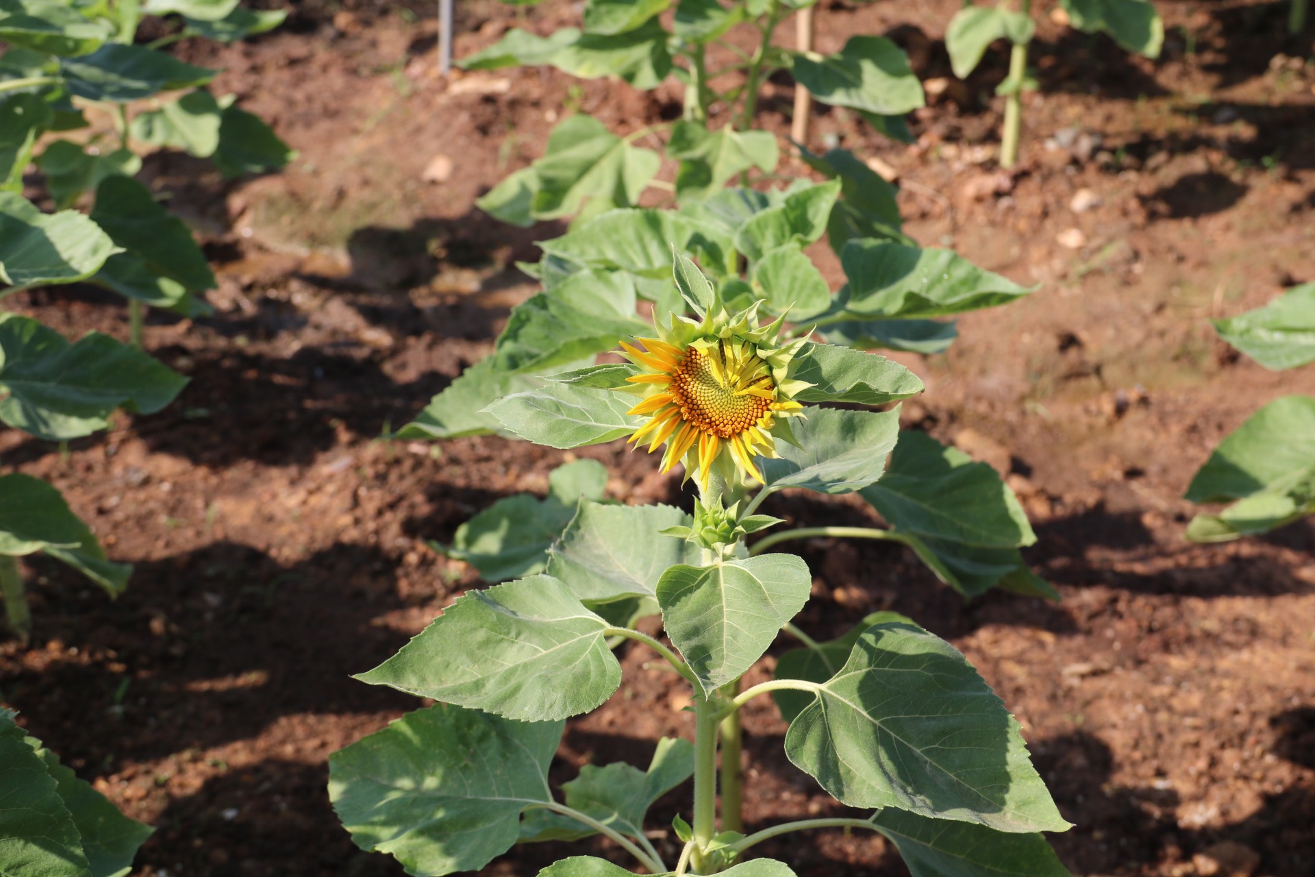 Những đóa hoa hướng dương đầu tiên ở công viên sông Sài Gòn đã khoe sắc