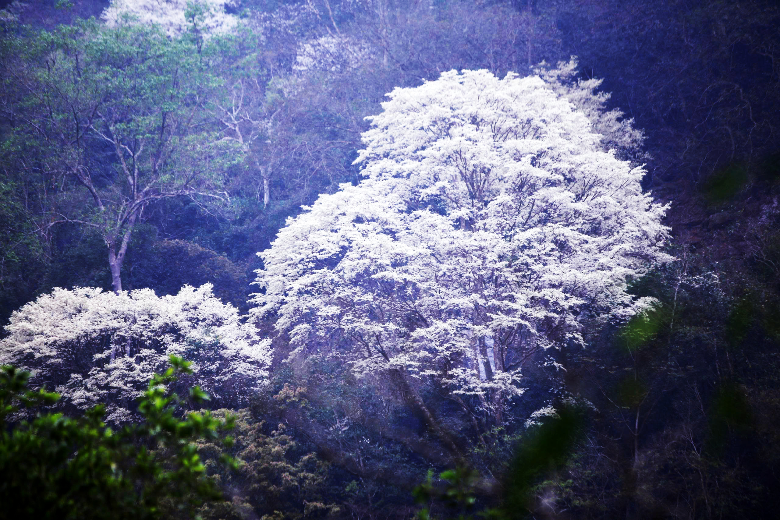 Ngắm mùa hoa thàn mát nở trắng như tuyết giữa núi rừng miền Tây xứ Thanh