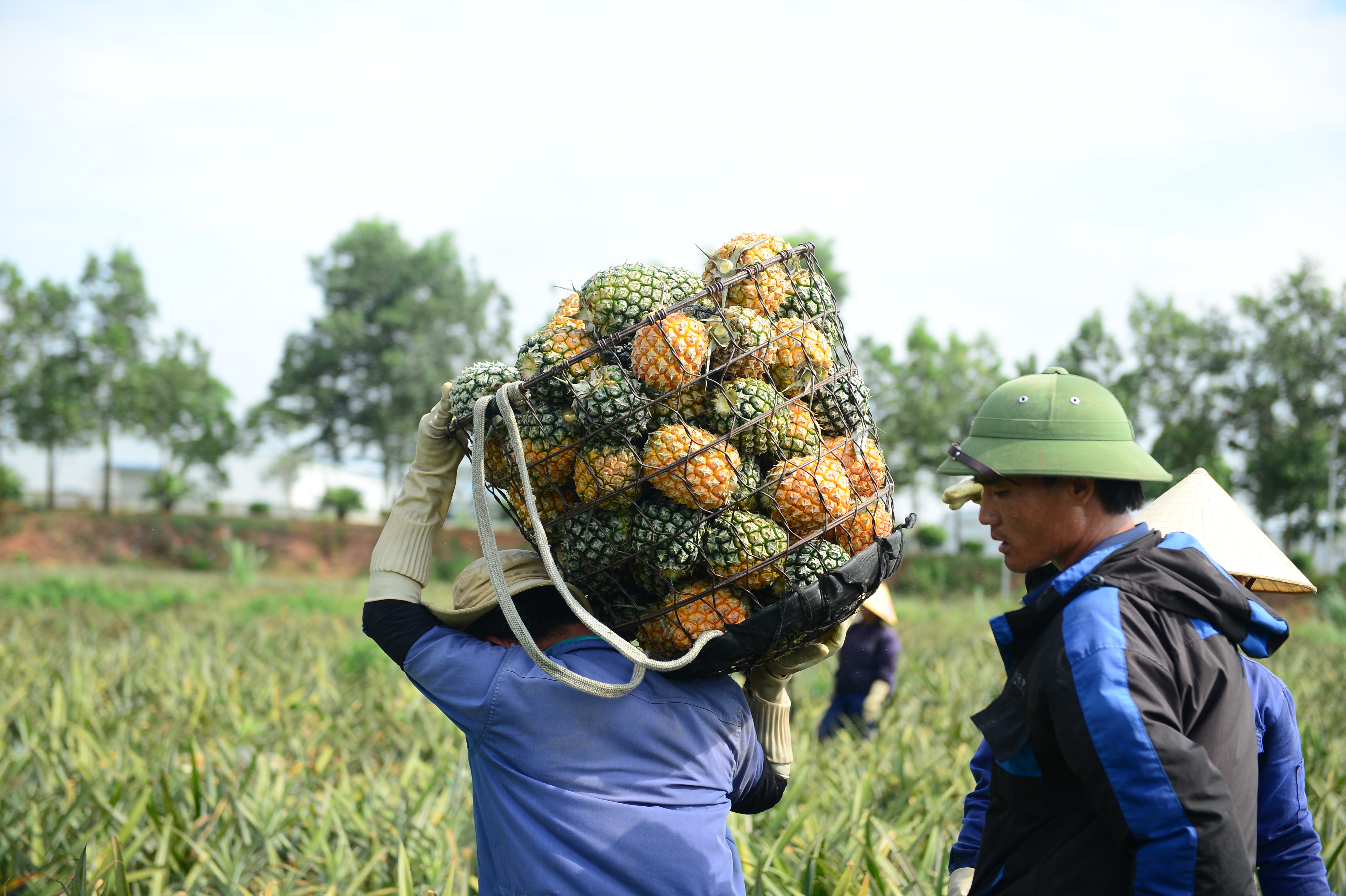 Cận cảnh nông dân xứ Thanh đội nắng thu hoạch dứa mùa rớt giá, giảm sản lượng