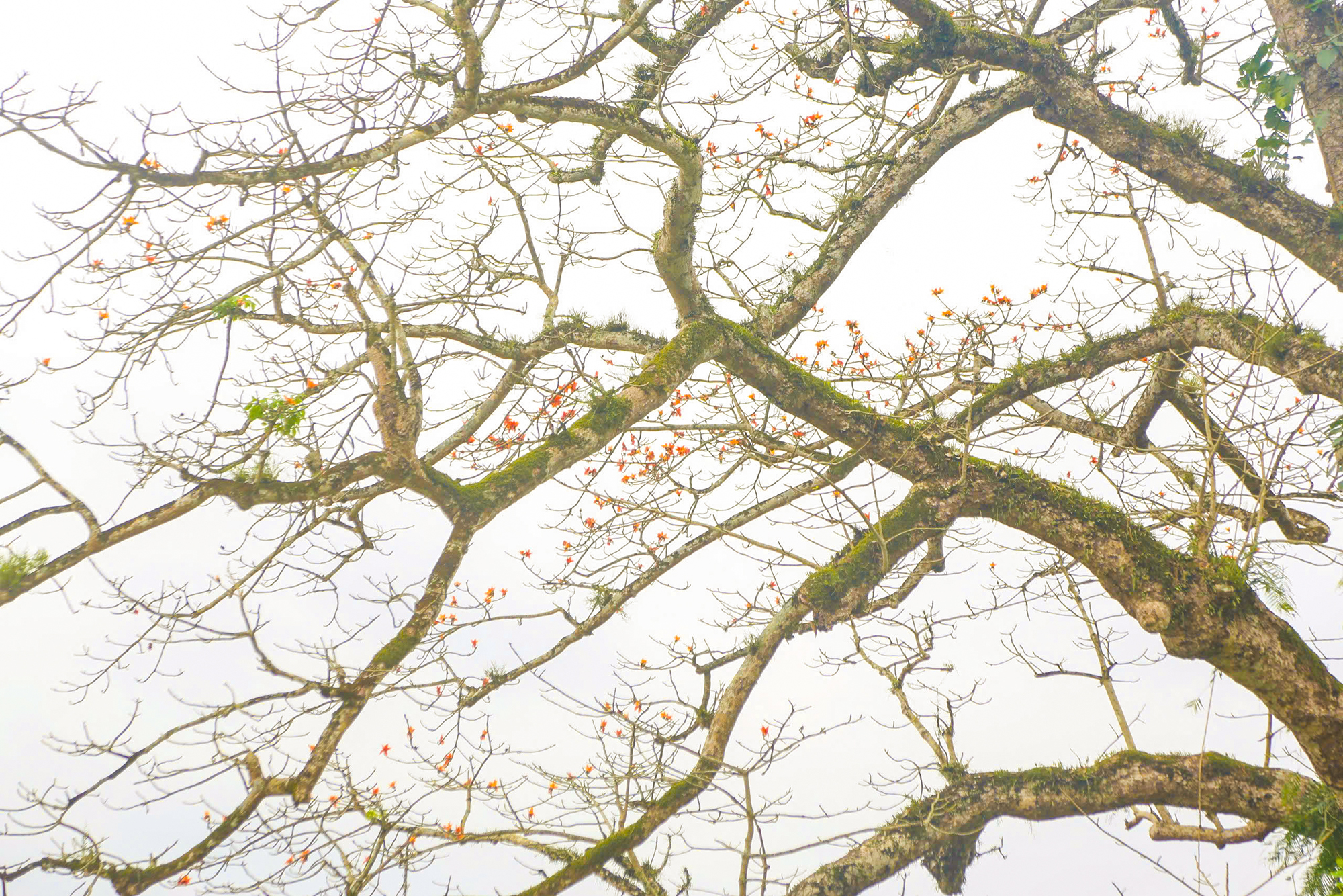 Chiêm ngưỡng vẻ đẹp Cây di sản Việt Nam duy nhất ở Quảng Bình