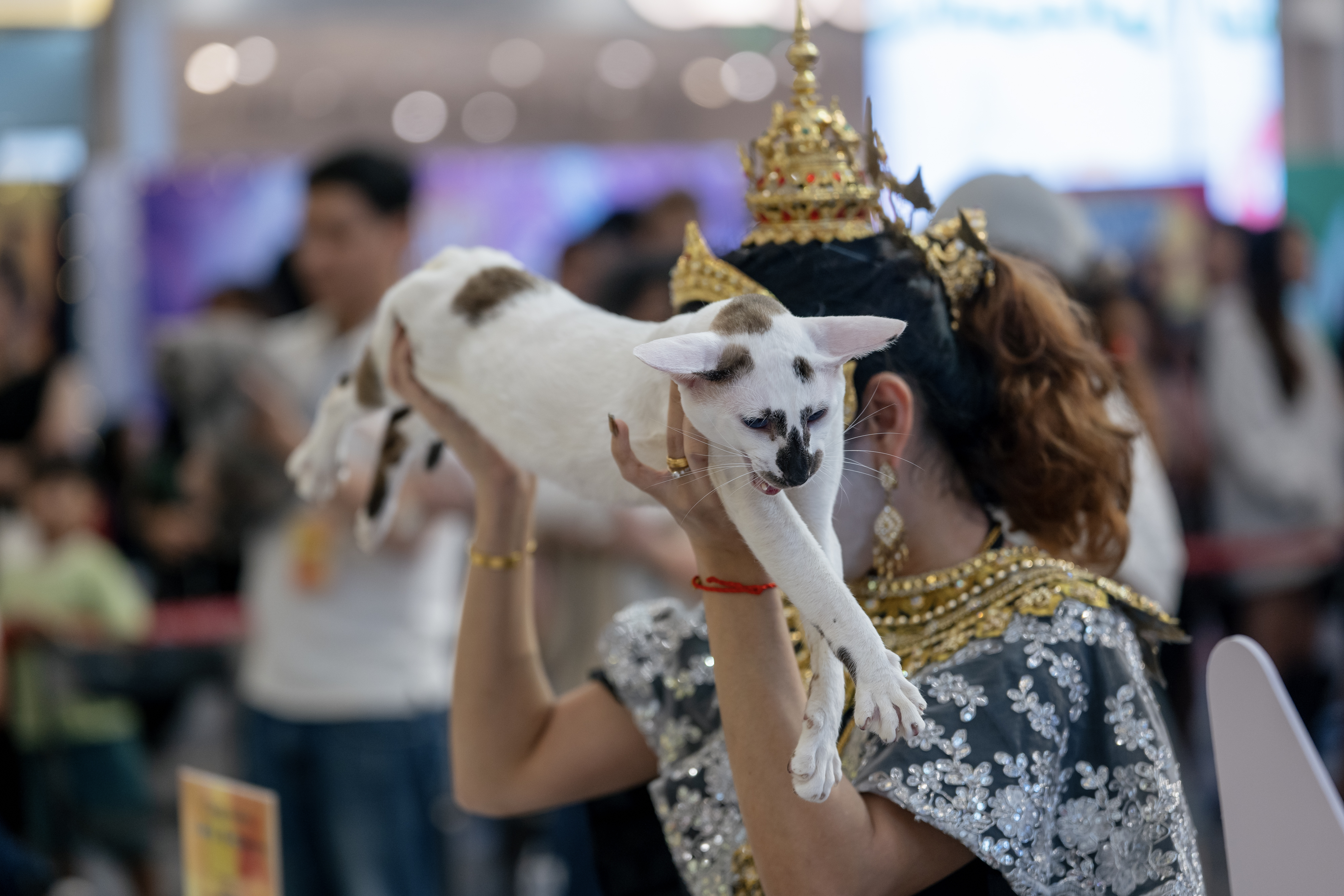 Cuộc thi Hoa hậu mèo quốc tế WCF 2025: Cặp đôi mèo ‘xấu nhất thế giới’ xuất hiện tại TP.HCM