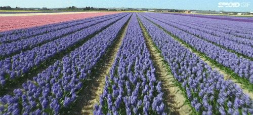 Những bức ảnh động khiến bạn không thể ngừng ngắm ảnh 20