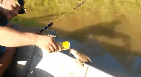 Clip: Cá ngoi lên mặt nước uống bia của người đi câu