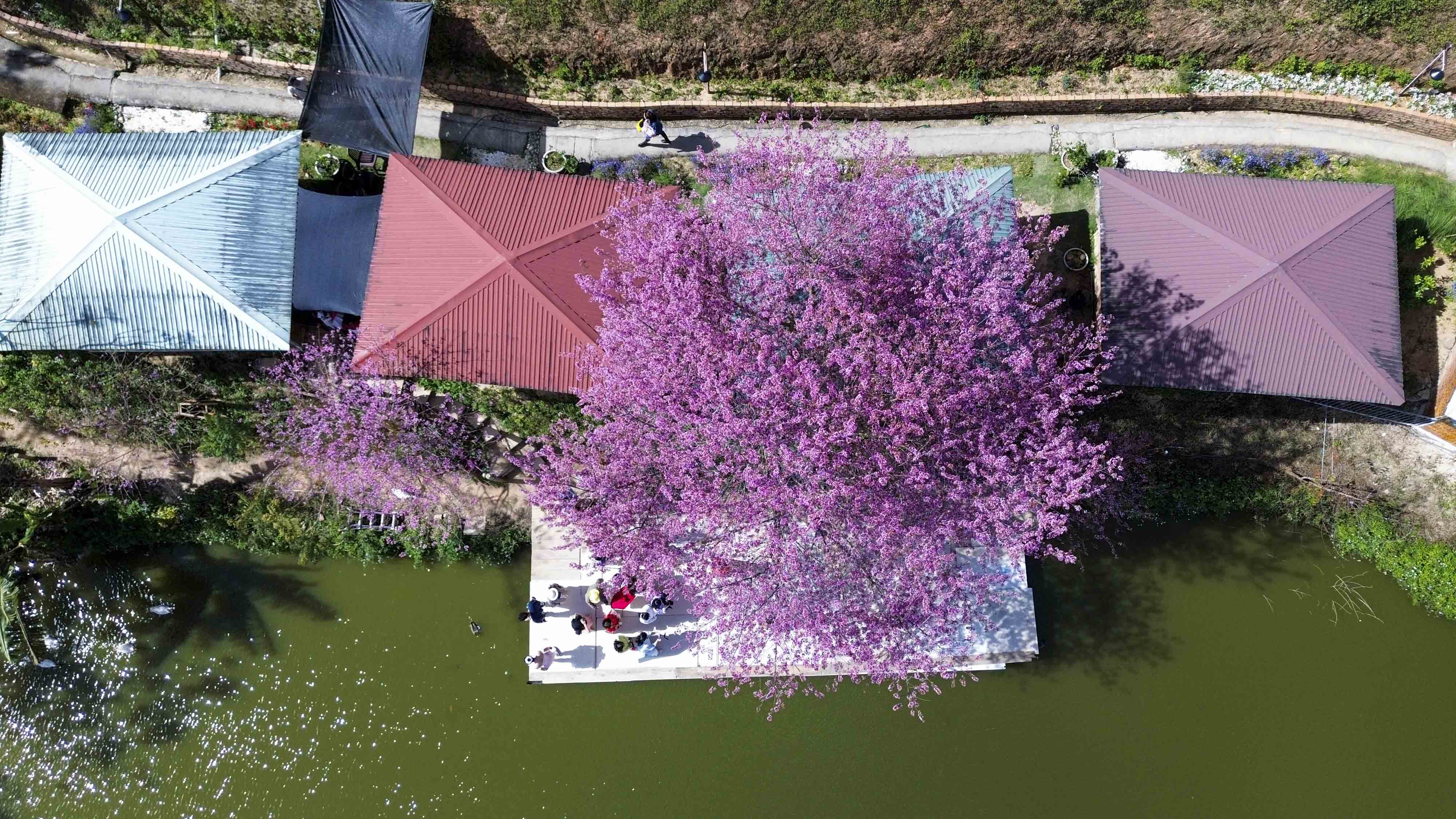 Du khách say đắm sắc hoa mai anh đào nở rộ ở Đà Lạt