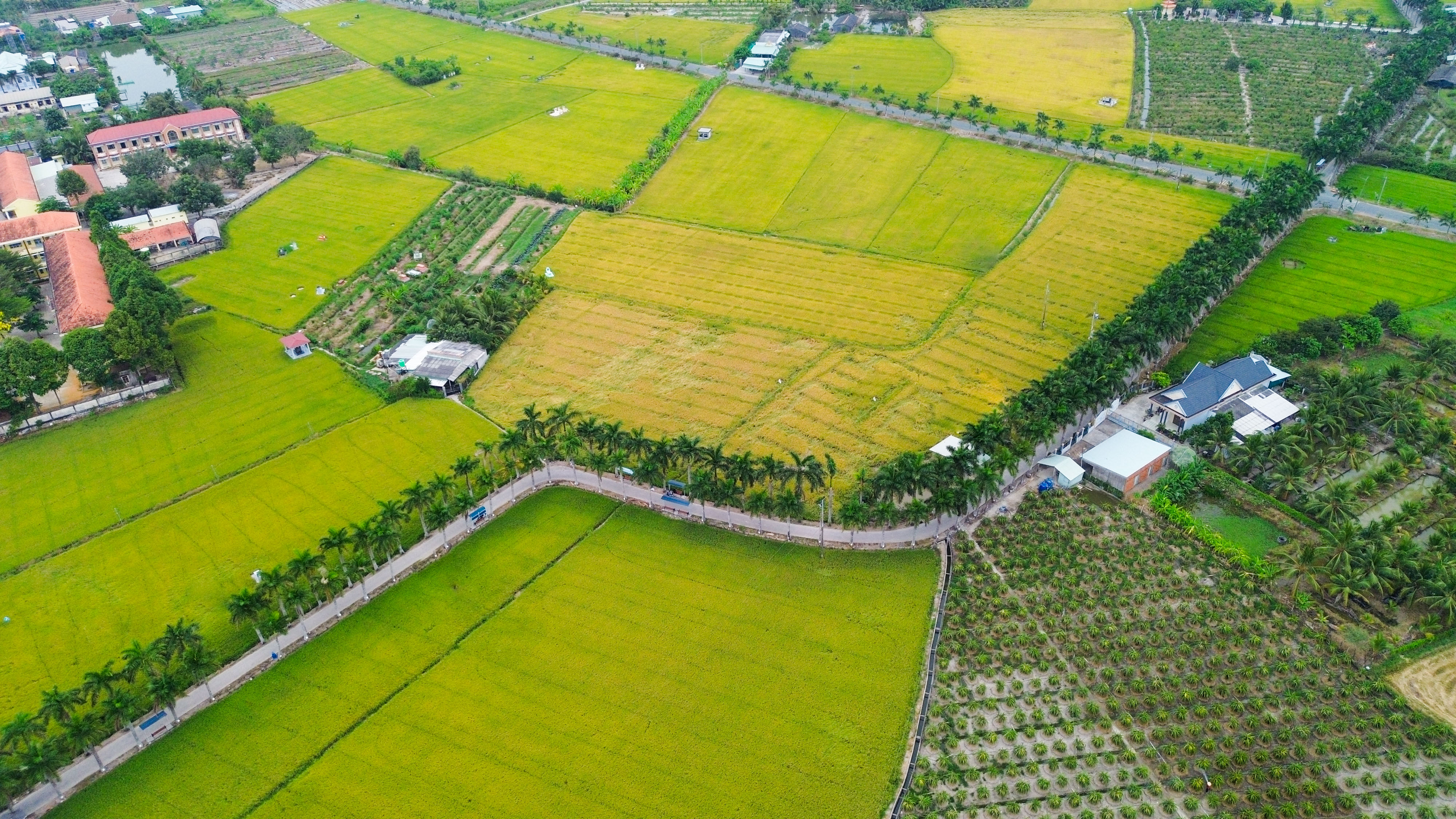 Hàng cau vua Long An: “Dải lụa xanh” giữa đồng lúa