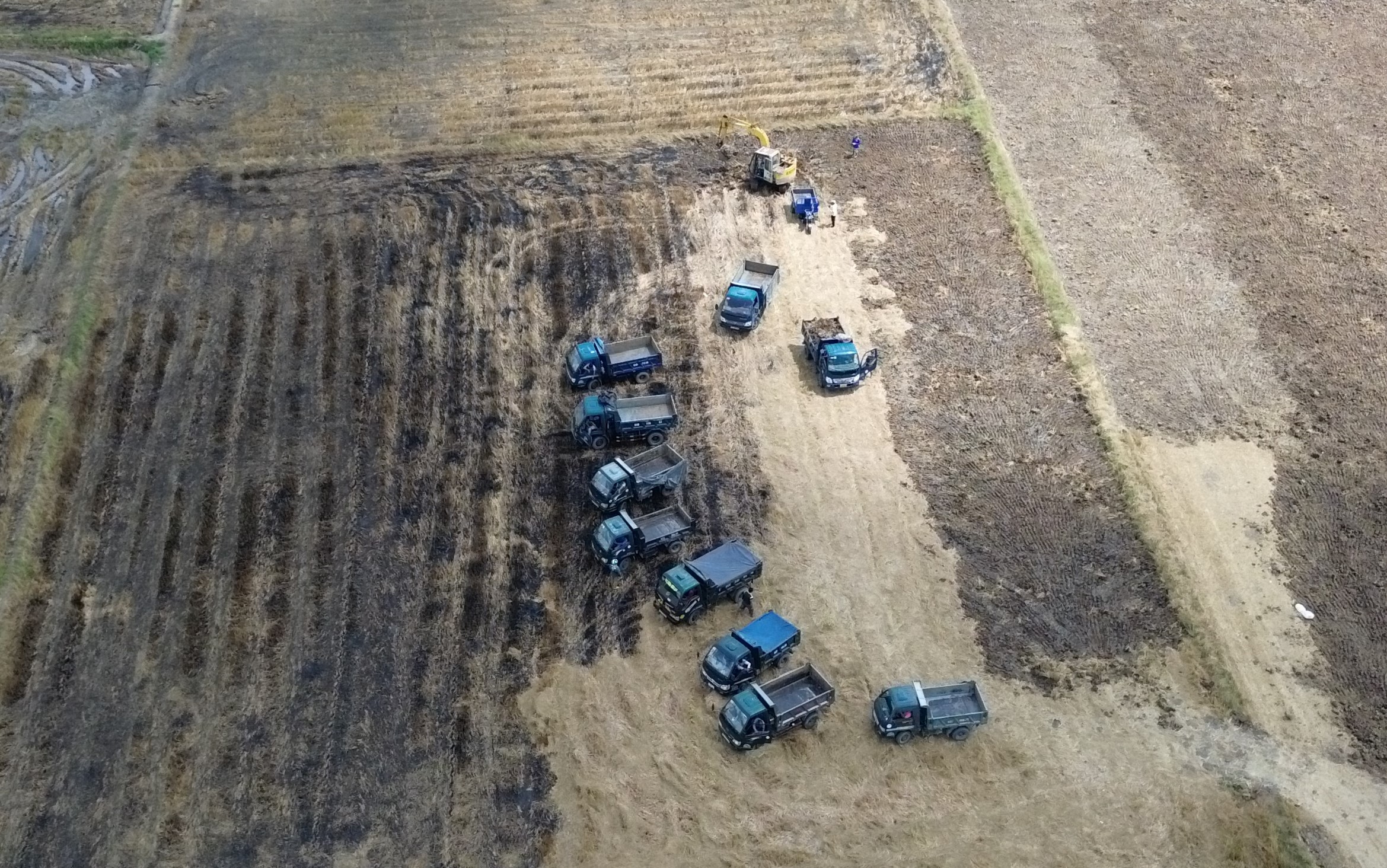 Long An: Rầm rộ khai thác đất mặt ruộng trái phép sau mùa gặt