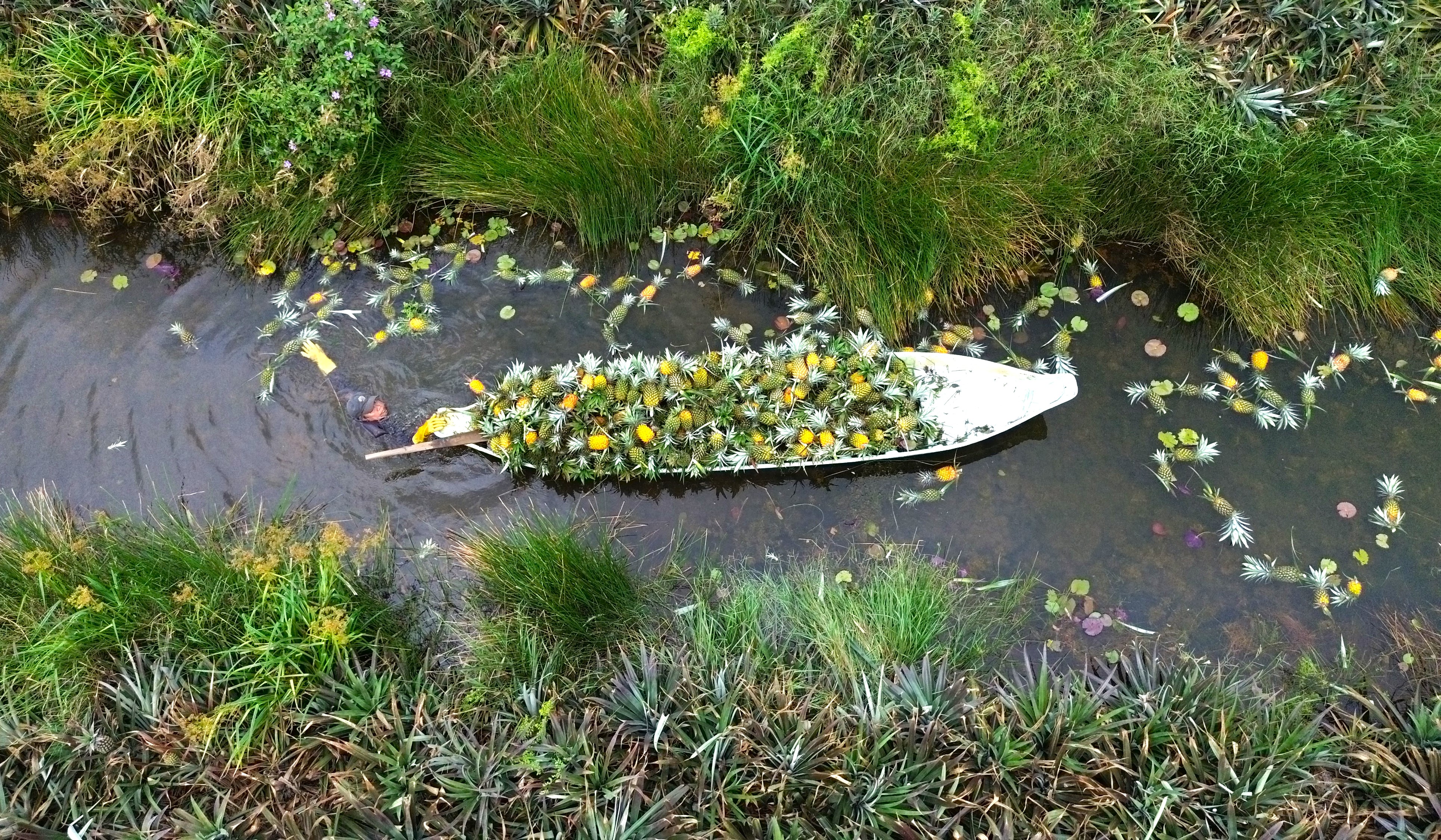 Rộn ràng mùa thu hoạch khóm Tân Phước