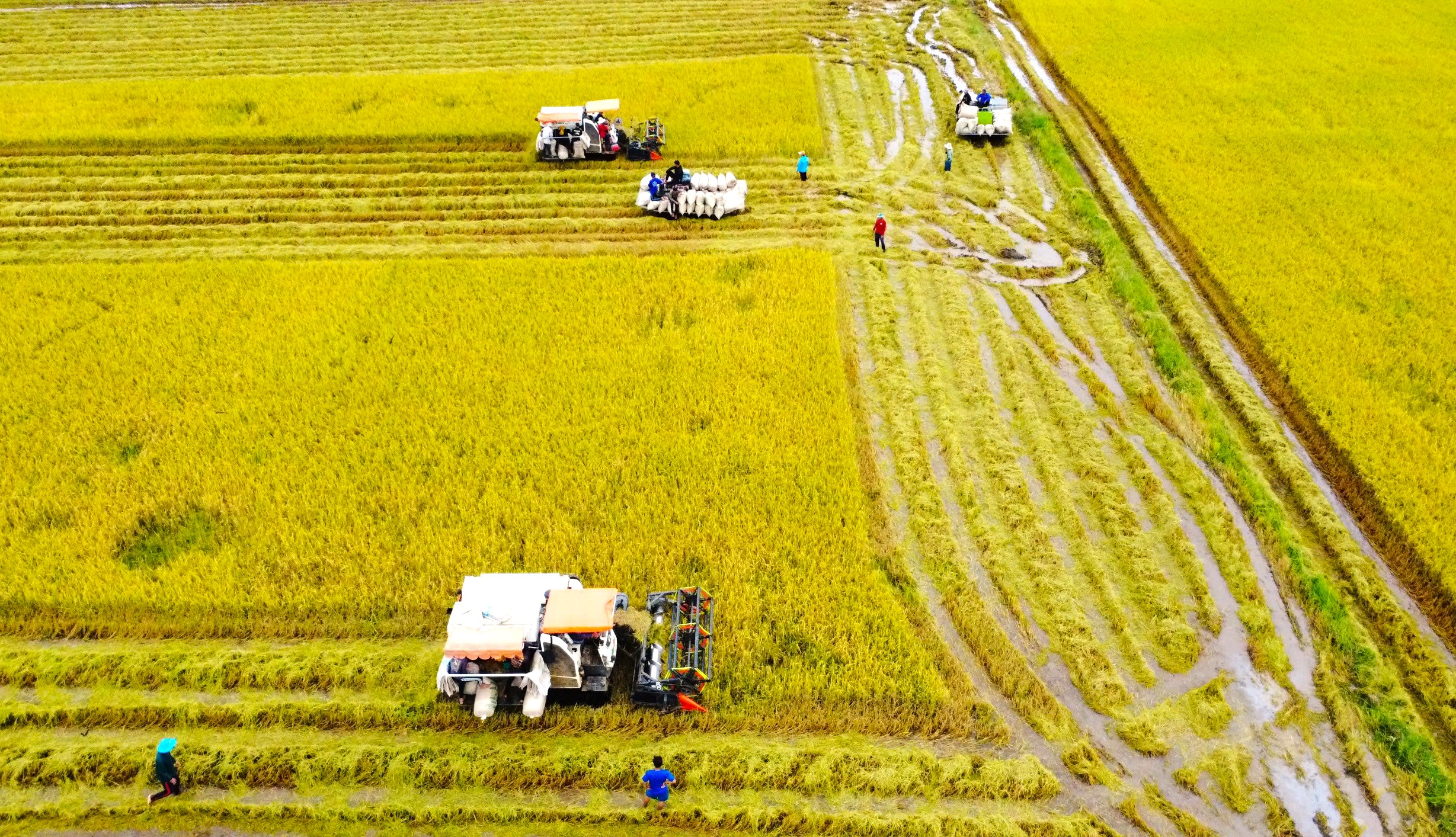 Tây Ninh: Chạy đua thu hoạch lúa trước khi nước lũ nhấn chìm đồng