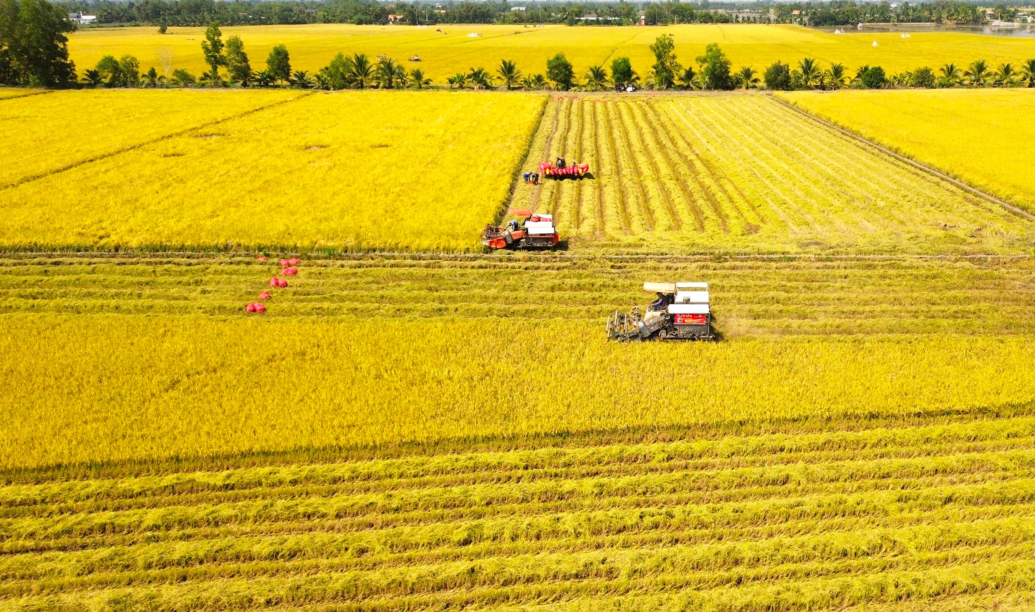 Mùa vàng trở lại Đồng Tháp Mười qua những khung hình thu hoạch lúa