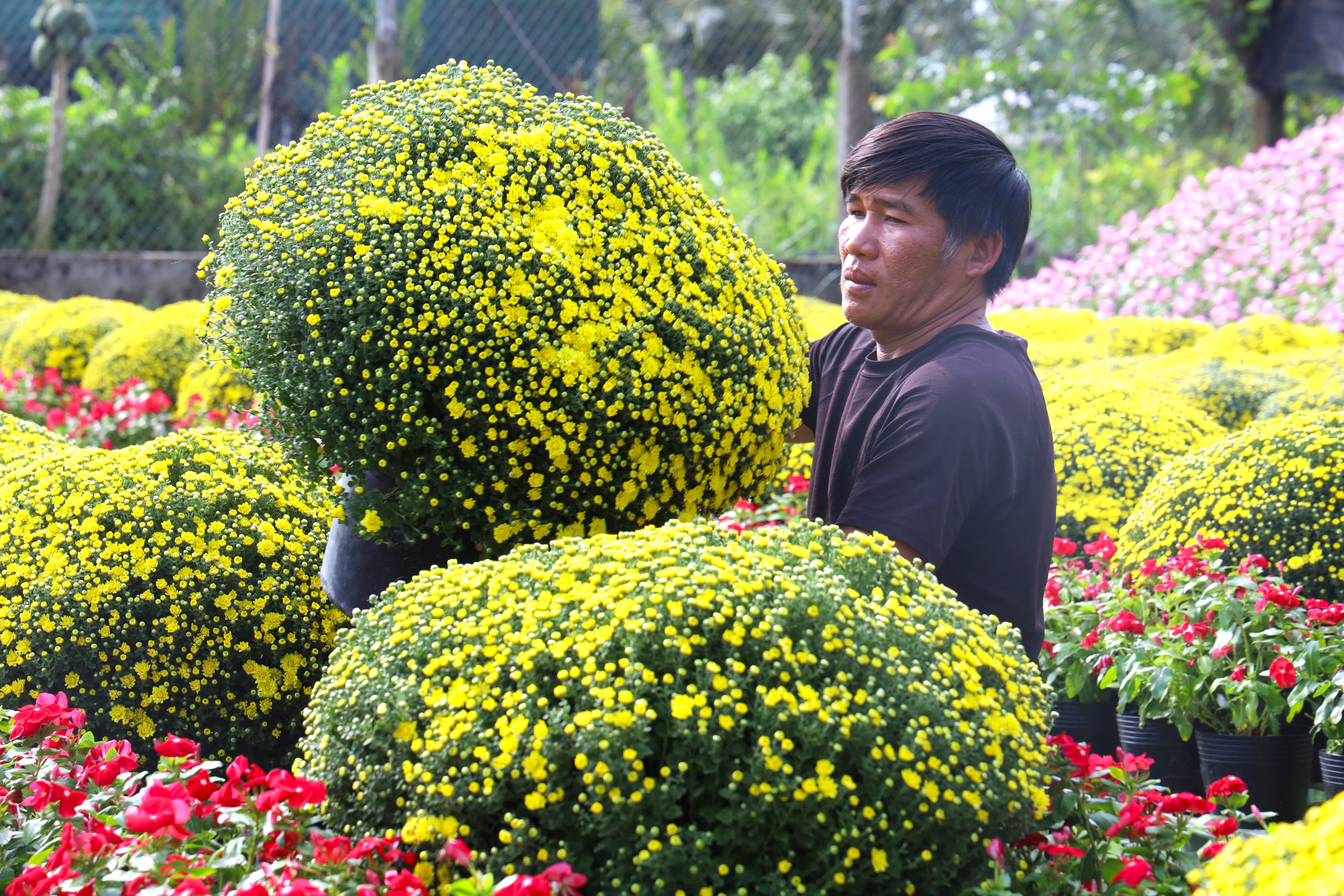 Cúc mâm xôi bung nụ trước Tết, người trồng đứng ngồi không yên