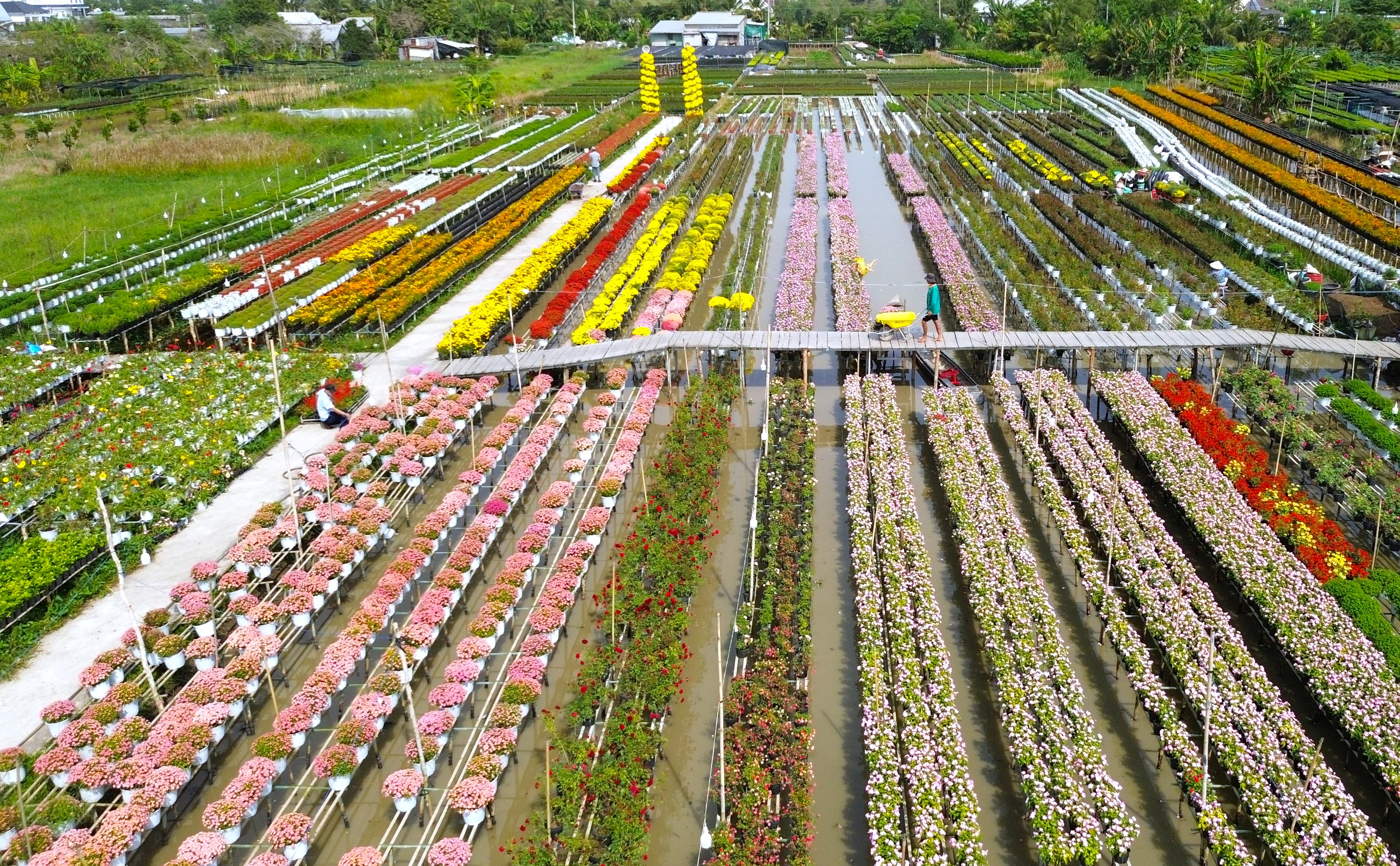 Làng hoa Sa Đéc vào mùa nhộn nhịp, nhà vườn lạc quan chờ Tết